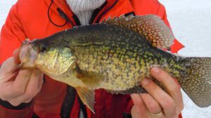 Crappie Fish of Black Lake New York